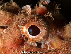 the eye by Walter Bassi 